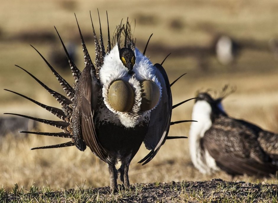 Centrocercus urophasianus