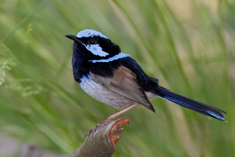 Malurus cyaneus