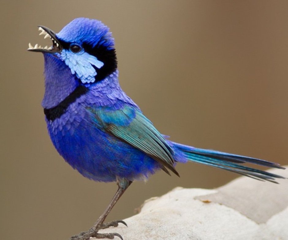 Variegated Fairy Wren