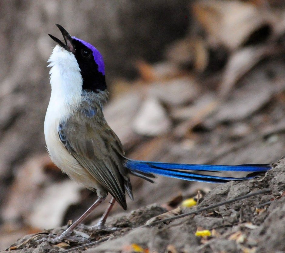 Malurus cyaneus