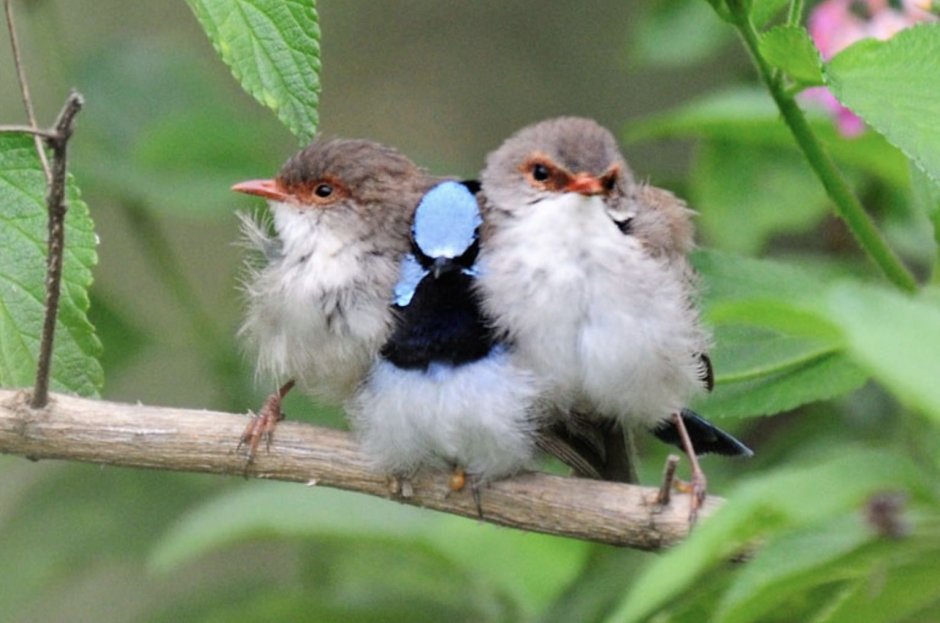 Wren Pure_Softie and MRTLEXIFY