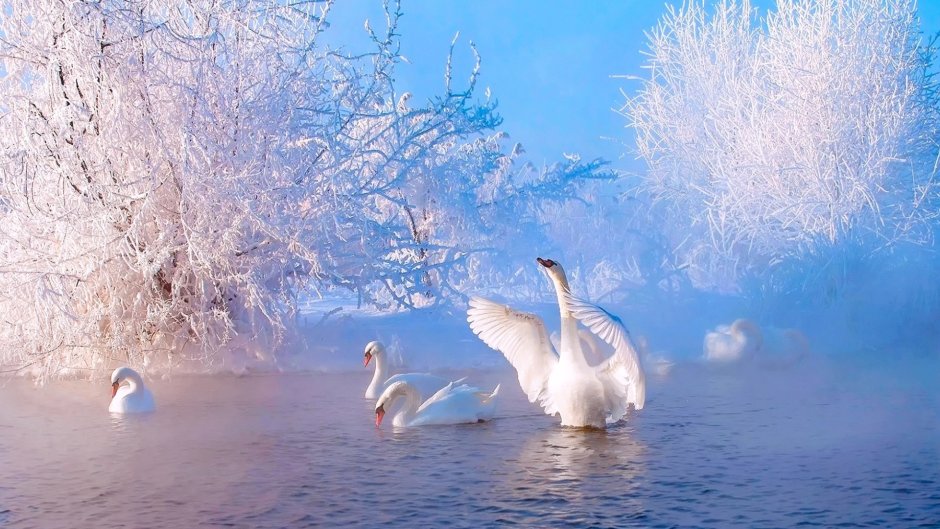Красивые пейзажи с лебедями