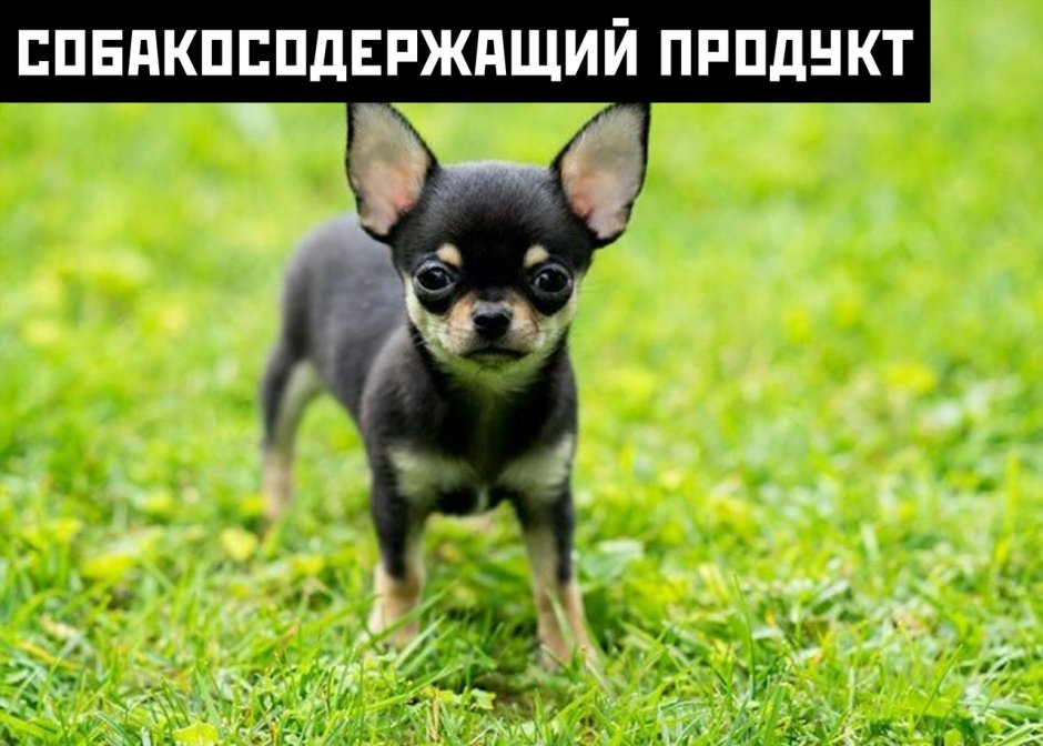 Гриффон Пти брабансон собака