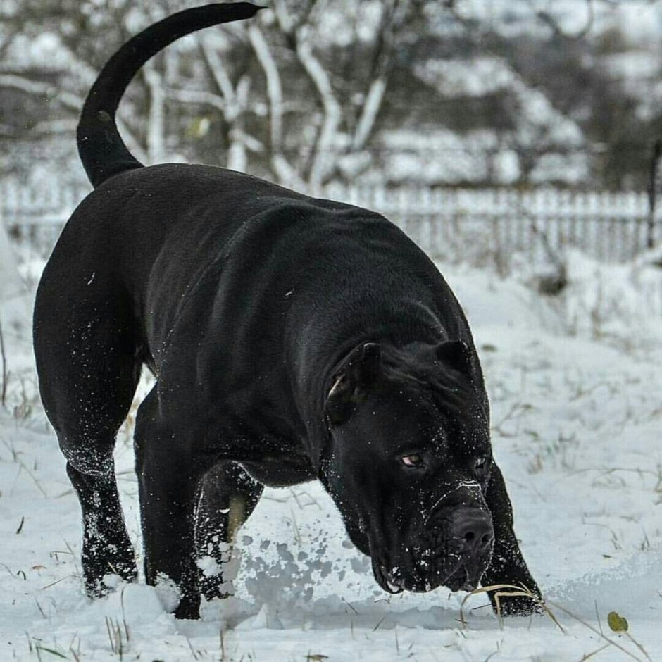 Алано Эспаньола