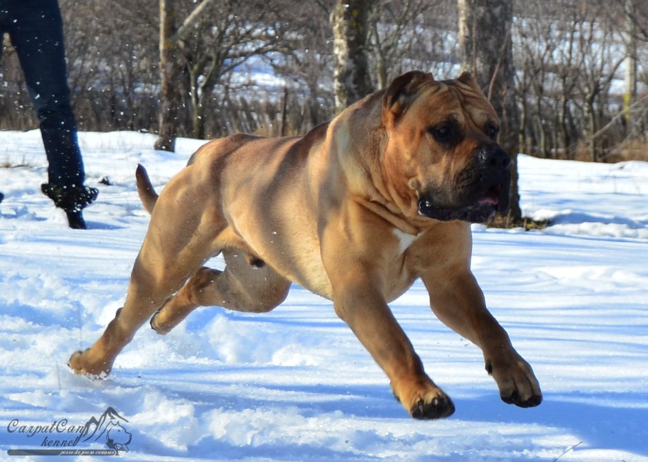 Varro преса Канарио