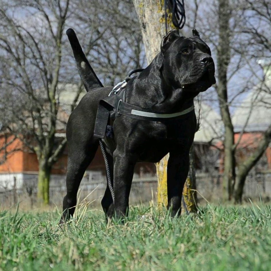 Корсо Канарио породы