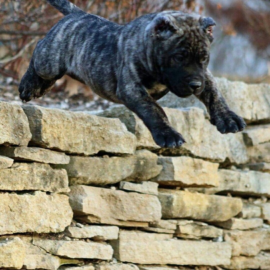 Канарио собака