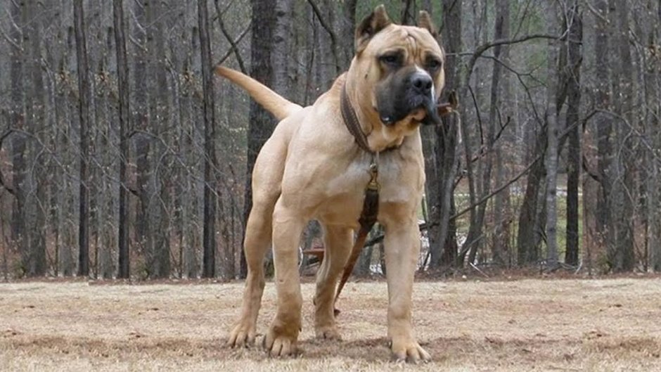 Преса Канарио Канарский дог presa Canario
