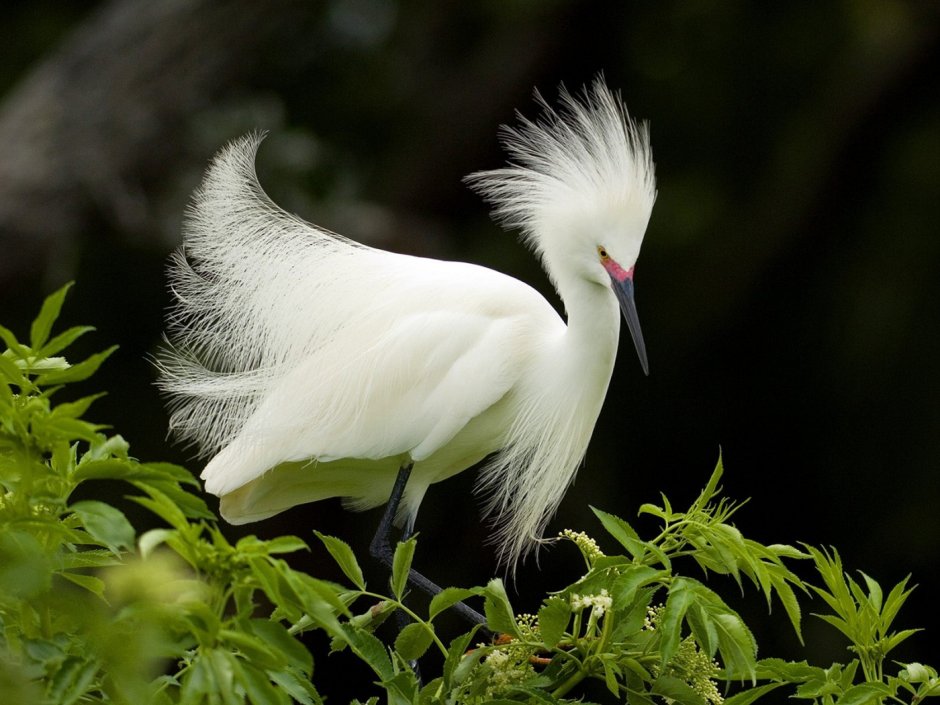 Большая белая цапля (Ardea Alba)