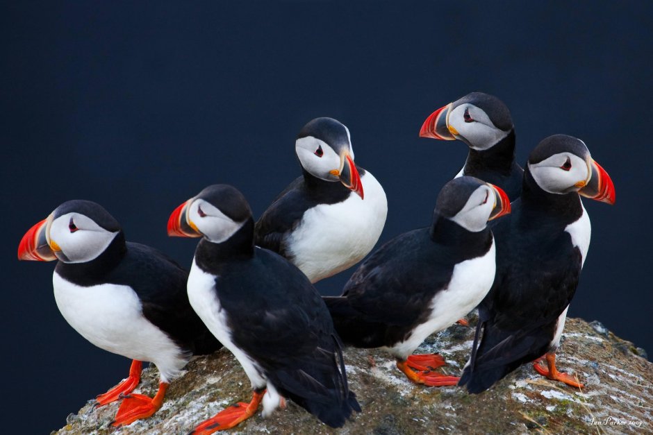 Puffins птица тупик