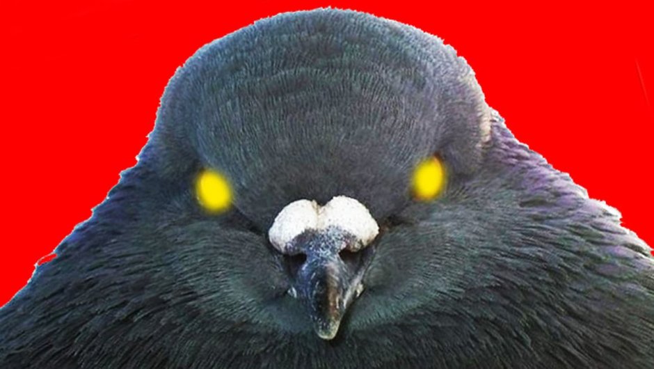 Клюв воробья