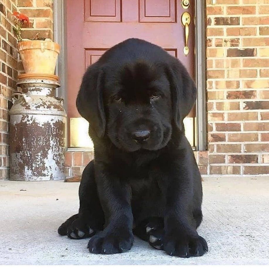 Лабрадор короткошерстный