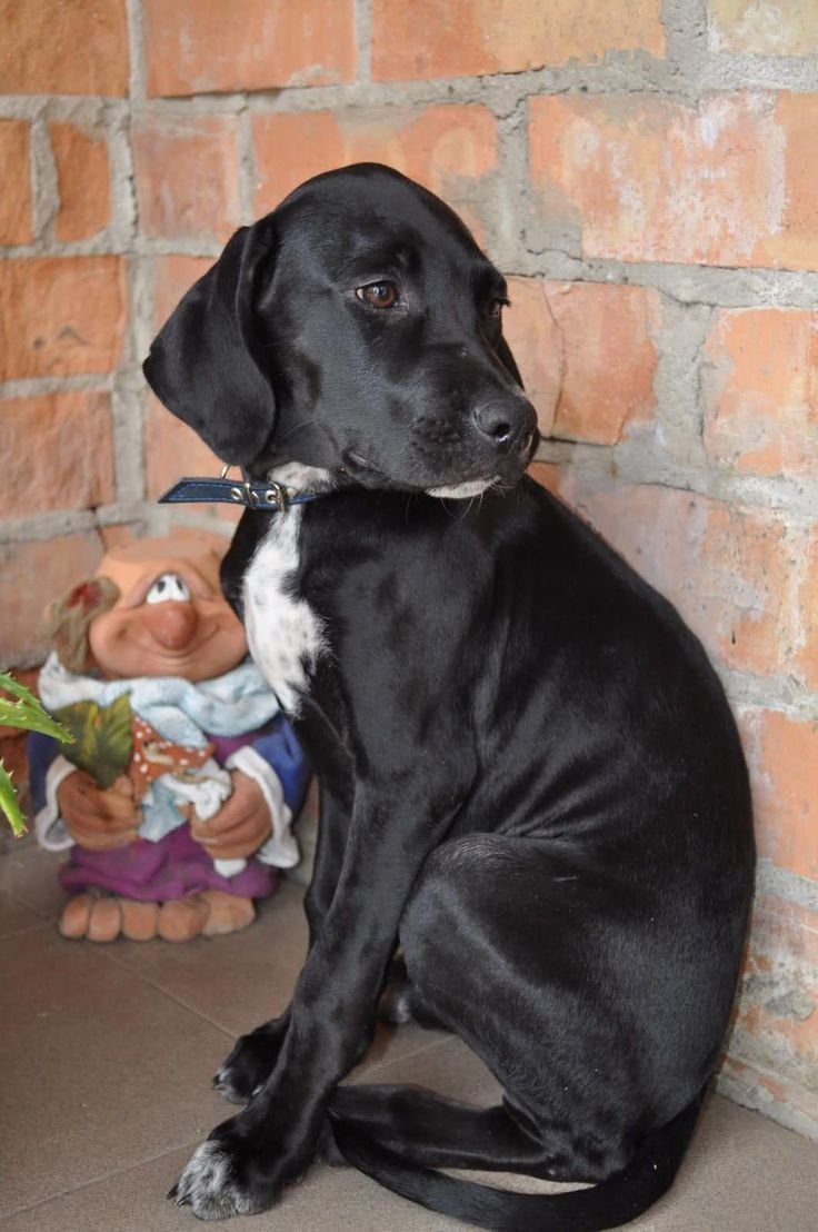 Все любят белых и пушистых а я чёрная и гладкошерстная