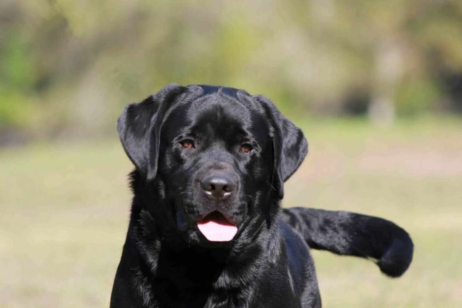 Лабрадор черный