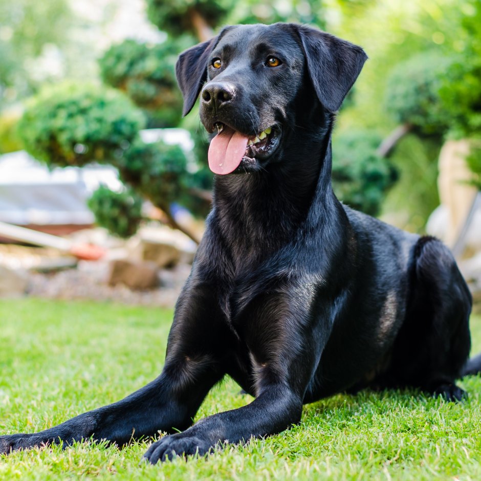 Майоркская овчарка ка де бестиар