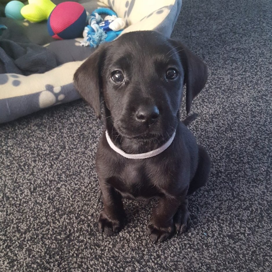 Лабрадор гладкошерстный