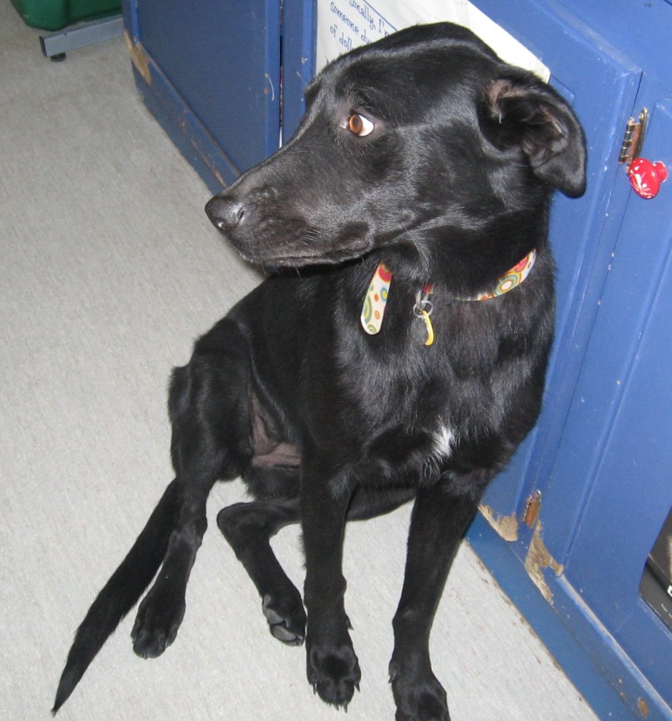 Черная гладкошерстная собака