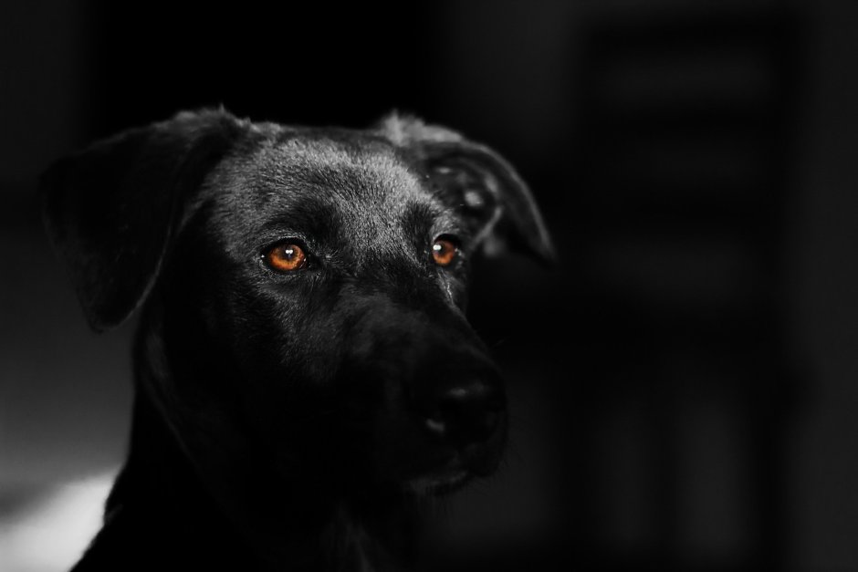 Черные собаки
