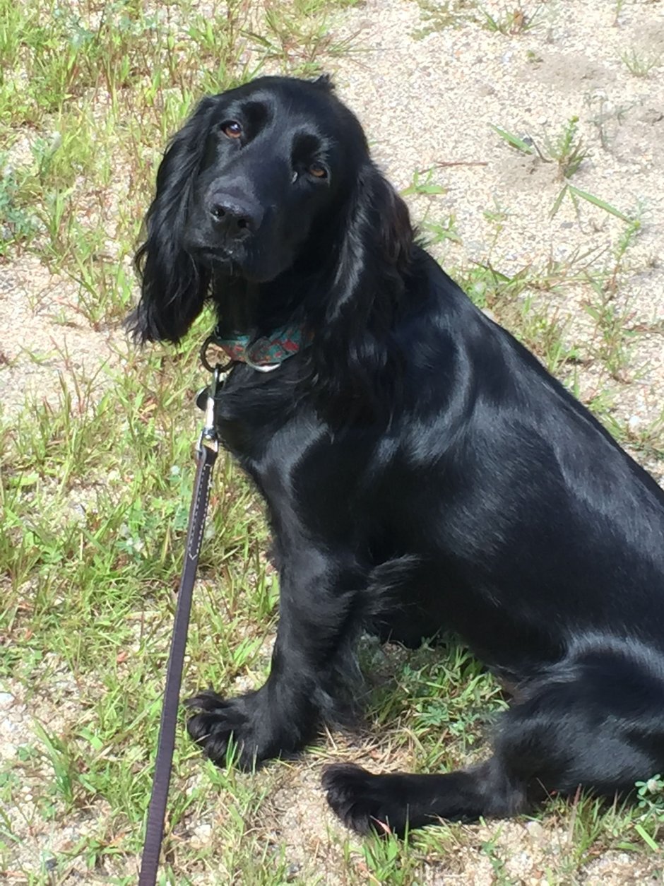 Лабрадор ретривер Голден черный