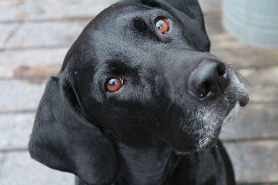 Английский Пойнтер черный