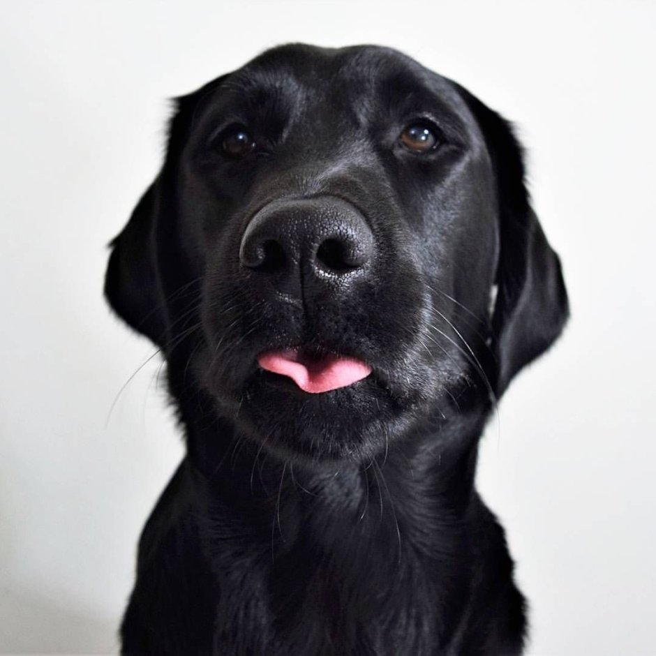 Лабрадор черный гладкошерстный
