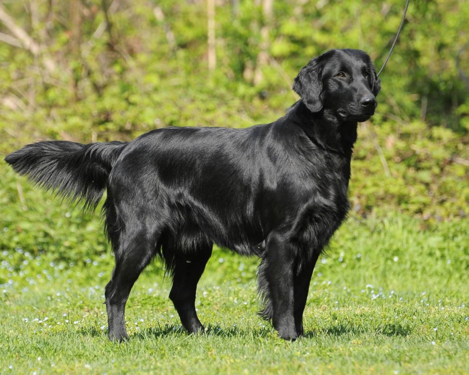 Лабрадор ретривер прямошерстный
