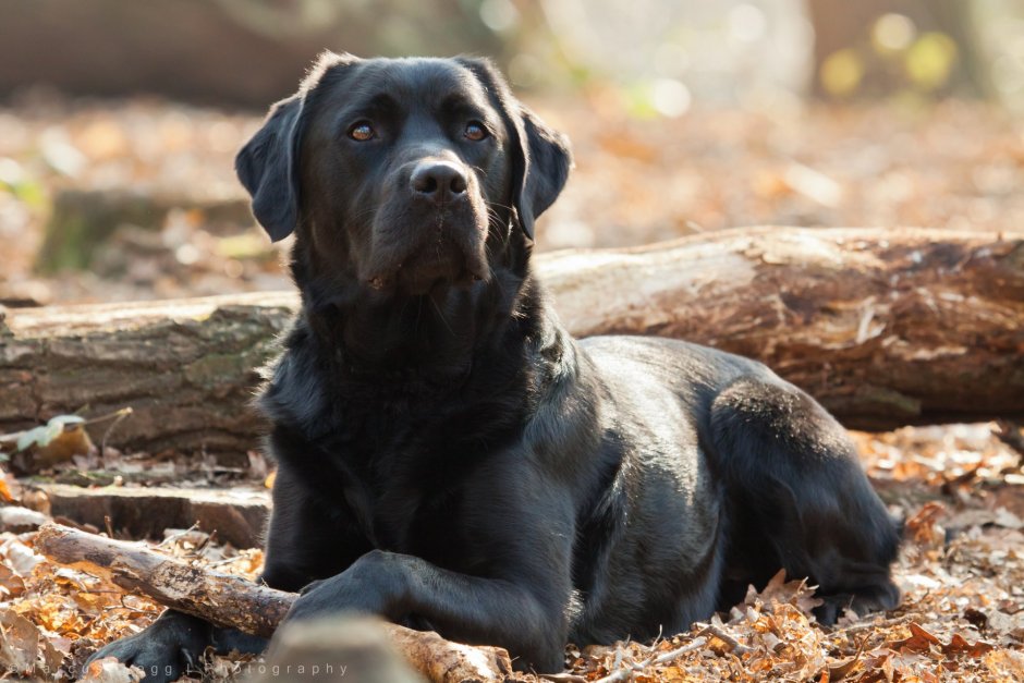Бельгийская овчарка Малинка черная