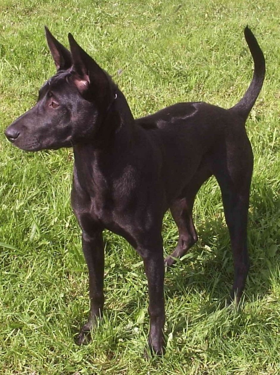 Лабрадор черный