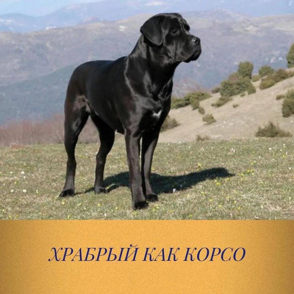 Мастиф черный гладкошерстный