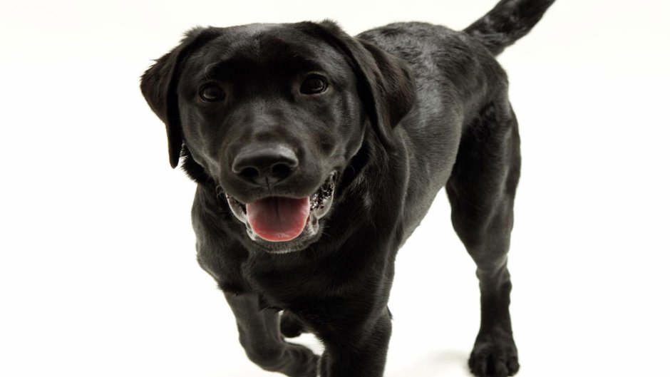 Собака на белом фоне