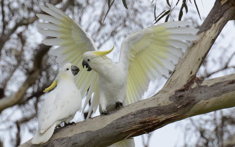 Большой желтохохлый Какаду (Cacatua Triton)