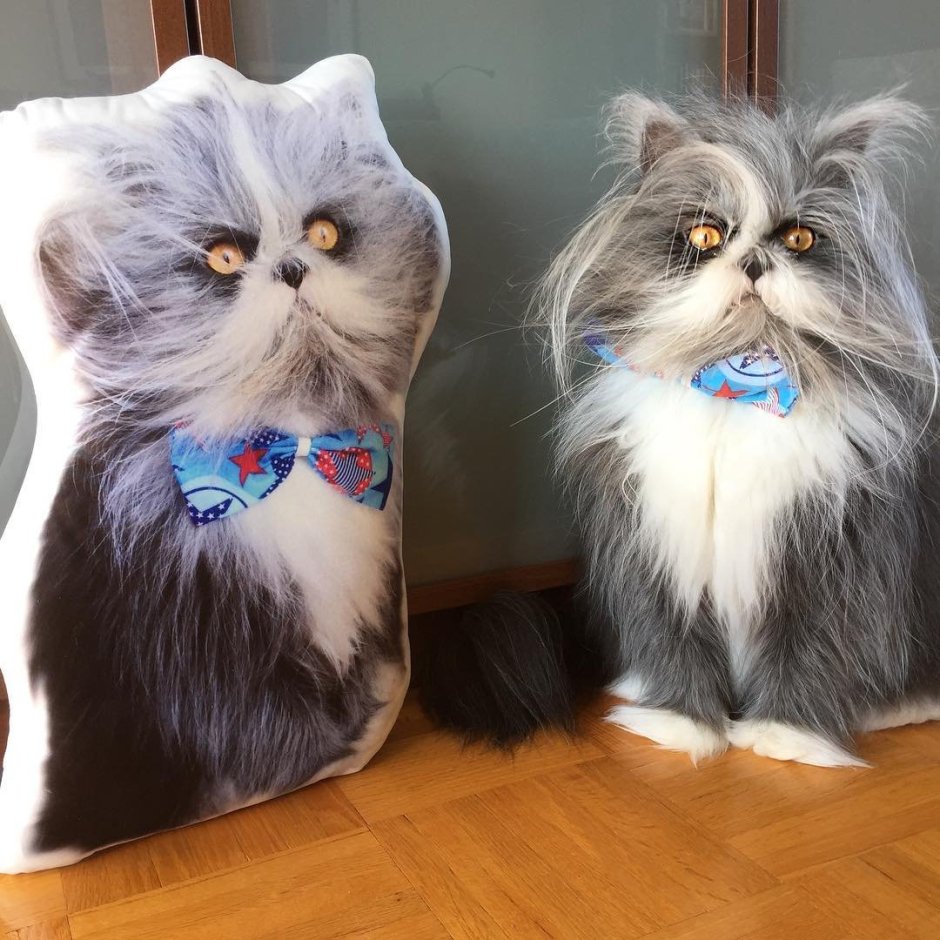 Канадский кот Атчум