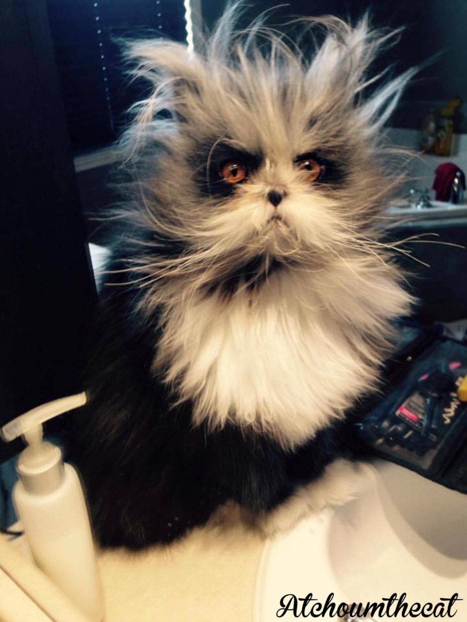 Чокнутая кошка