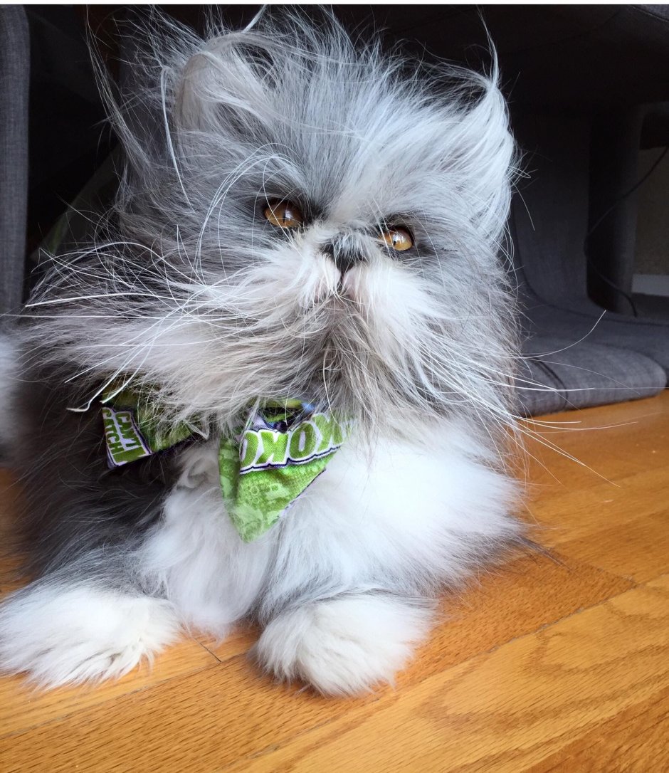 Сонный лохматый котенок