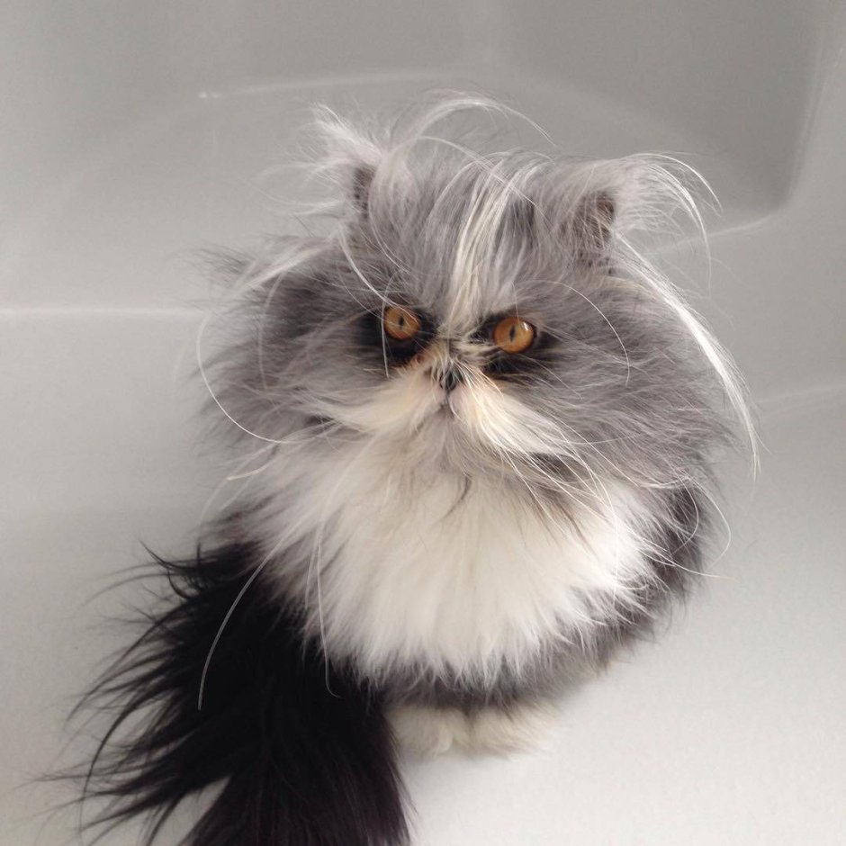 Этчум кот