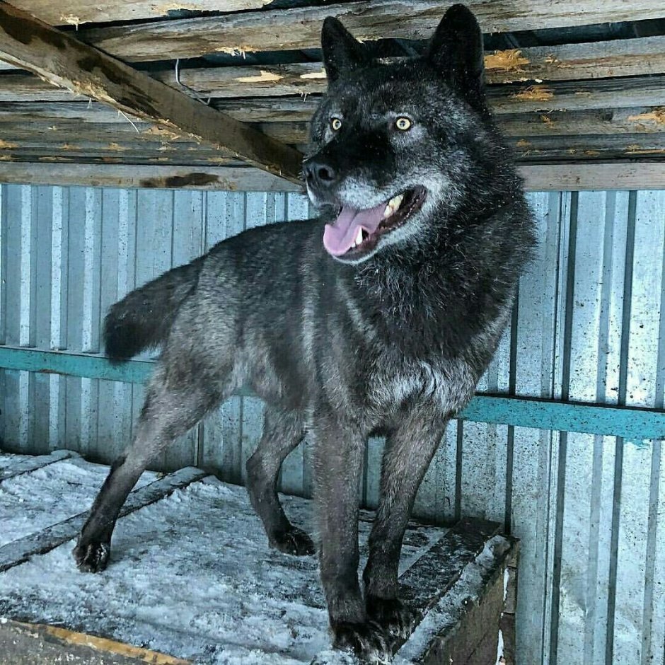 Собака наполовину волк