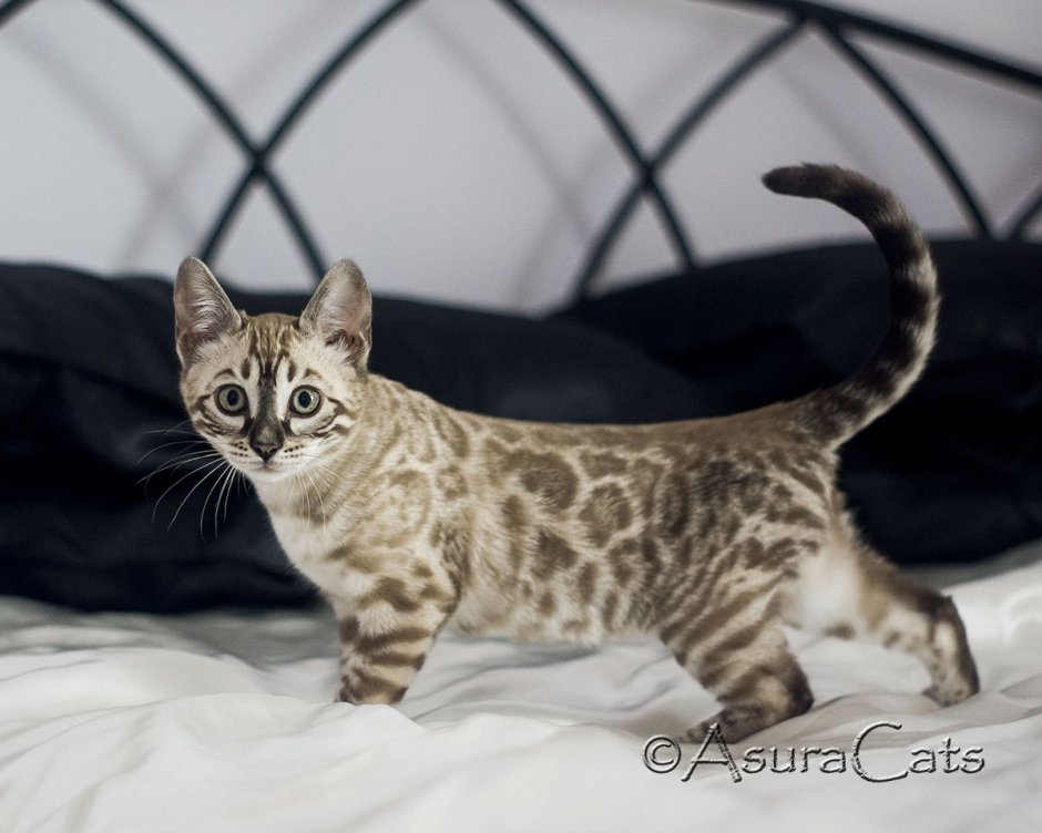 Обои бенгальский кот