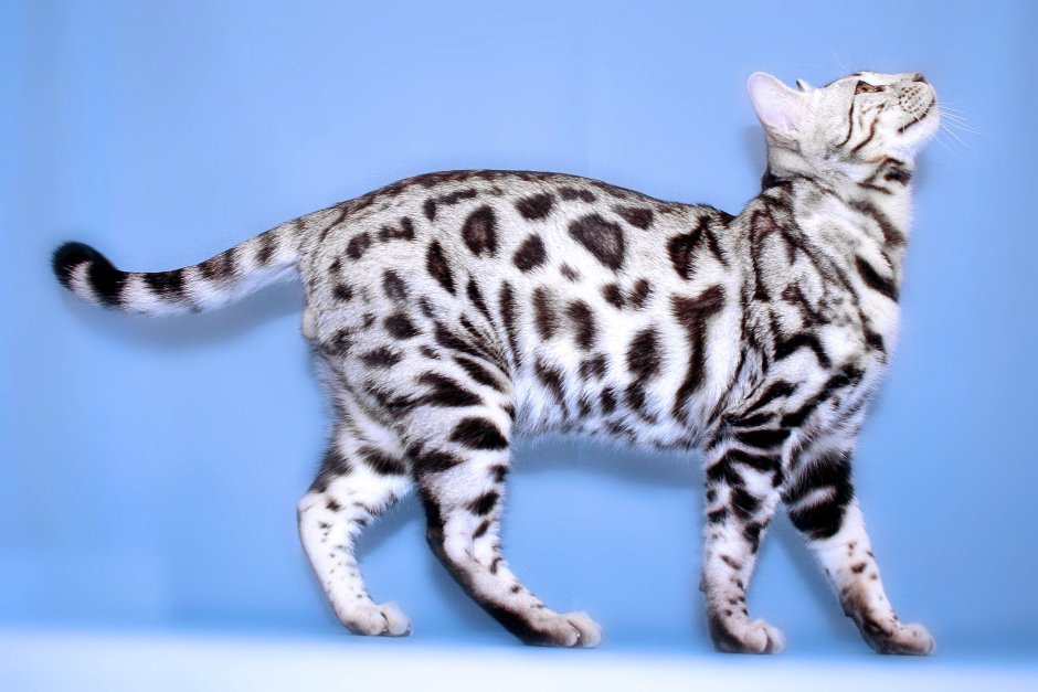 Блю табби Бенгальская кошка