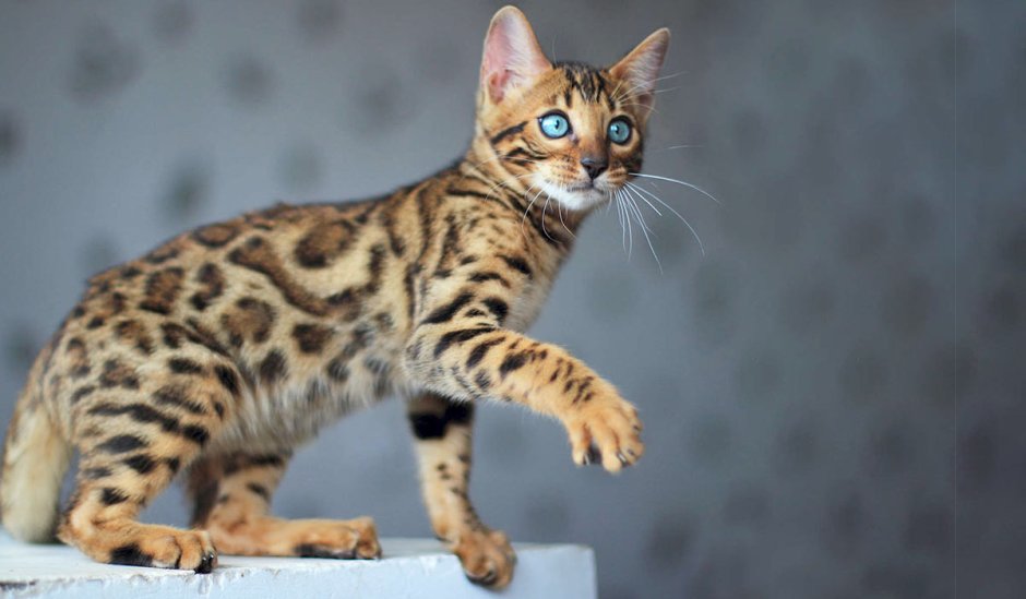 Бенгальская кошка Сноу Линкс