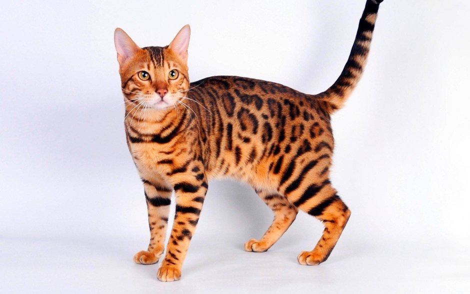 Бенгальская кошка
