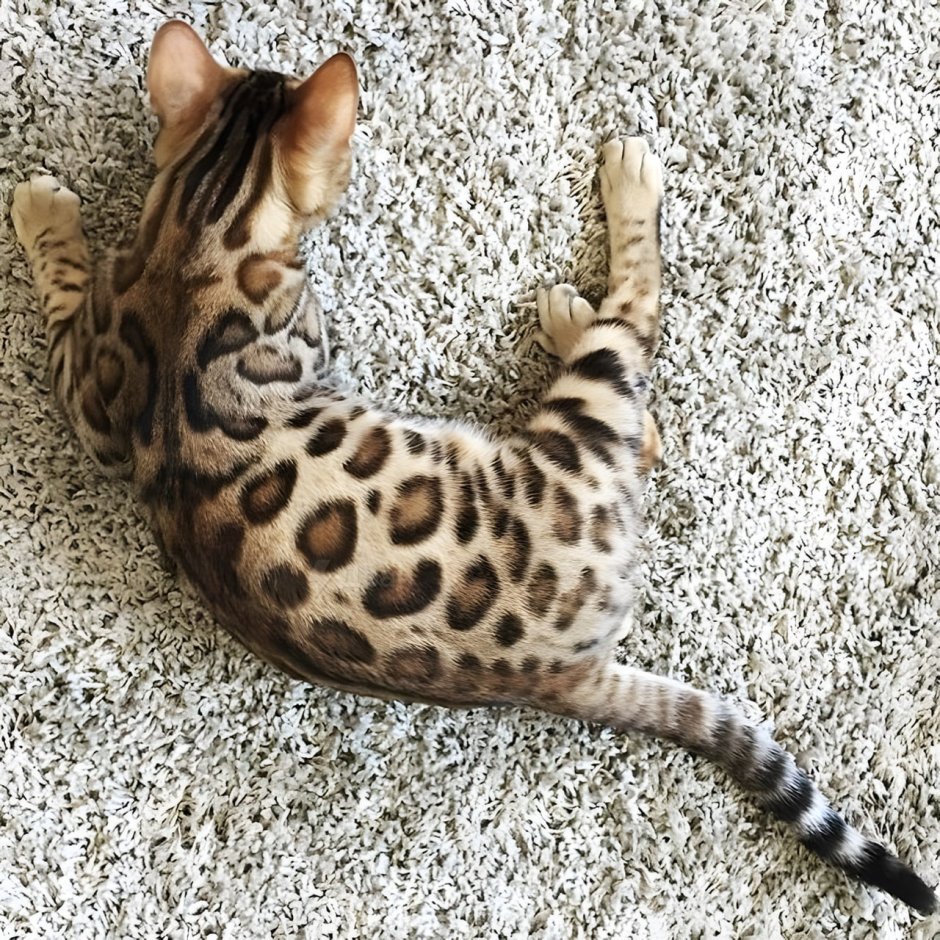Бенгальская кошка смешная