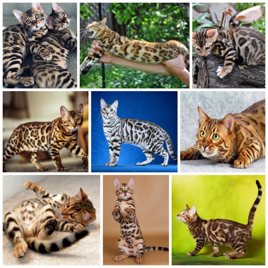 Бенгальская кошка тойгер