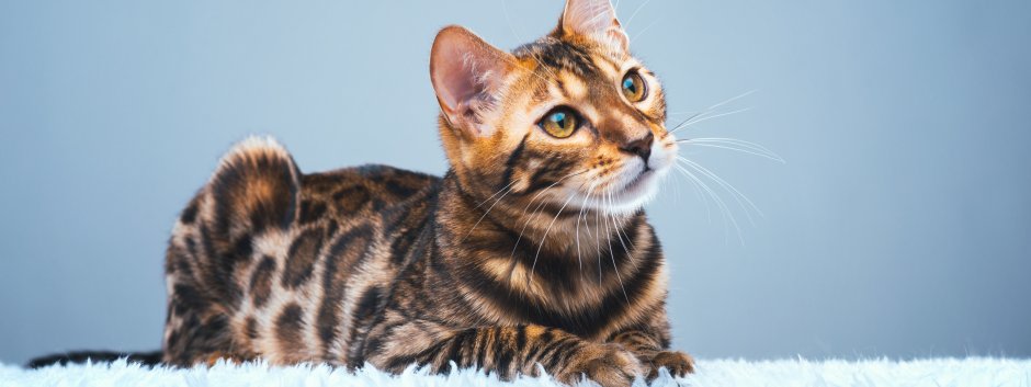 Бенгальская кошка тойгер