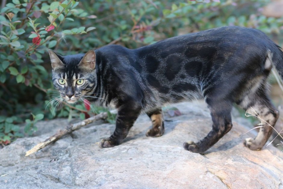 Бенгальская кошка