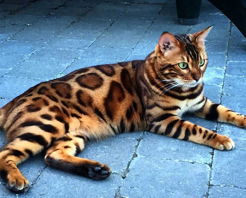 Бенгальская кошка снежный Барс