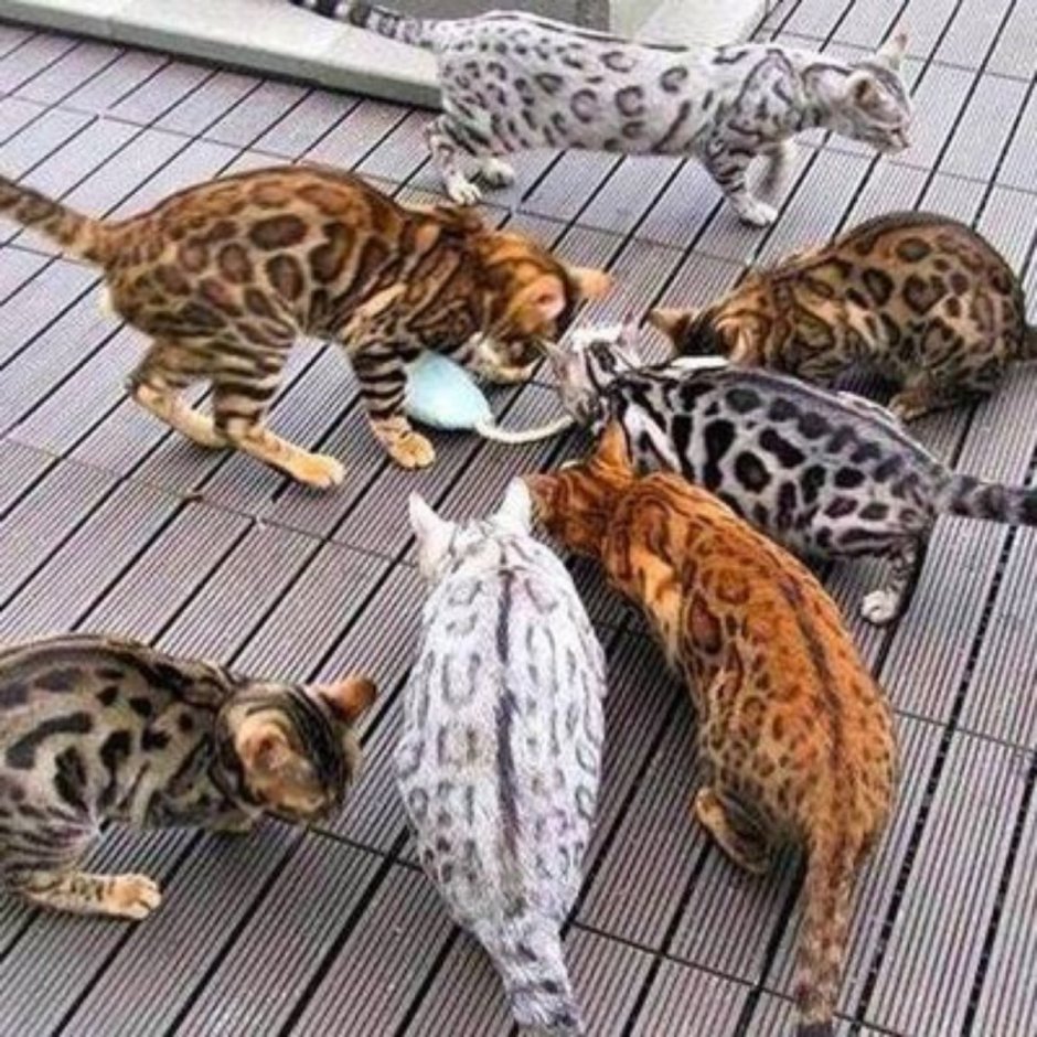 Бенгальская кошка угольный окрас фото