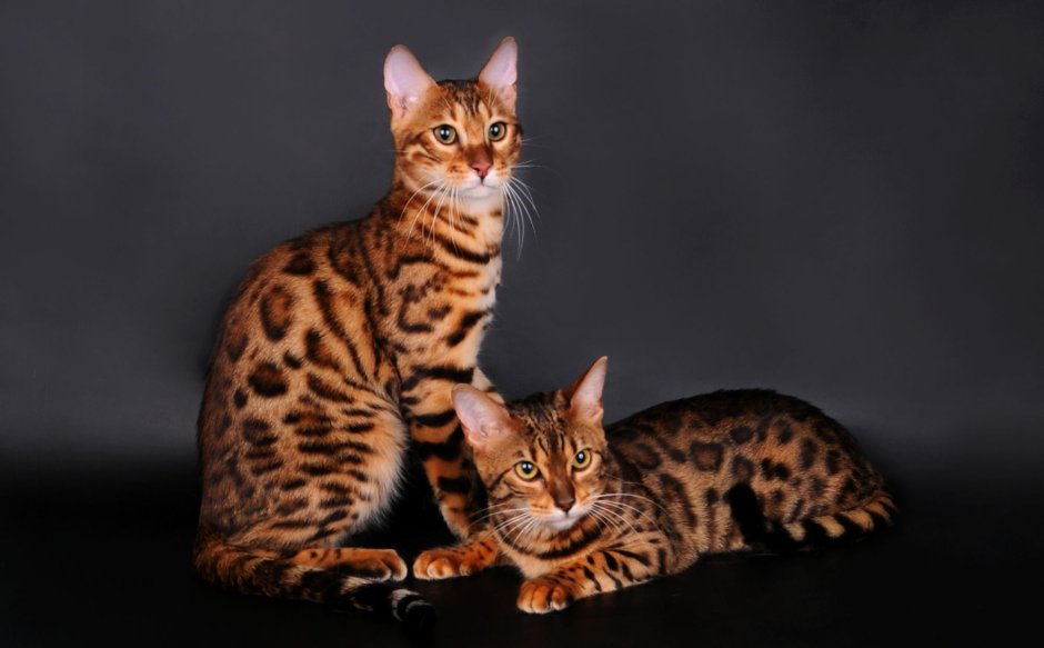 Тойгер кошка