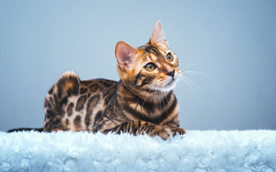 Бенгальская кошка