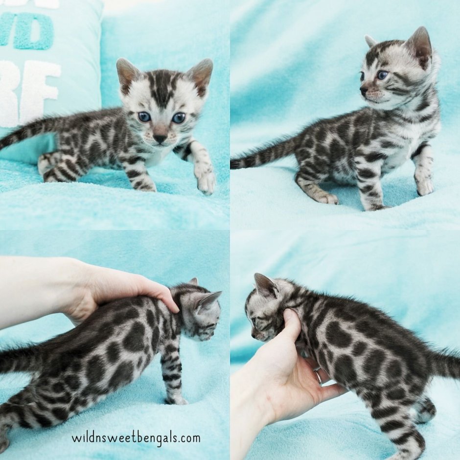 Бенгальская кошка Марбл