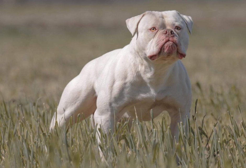 Бульдог Алапахский чистокровный Отто